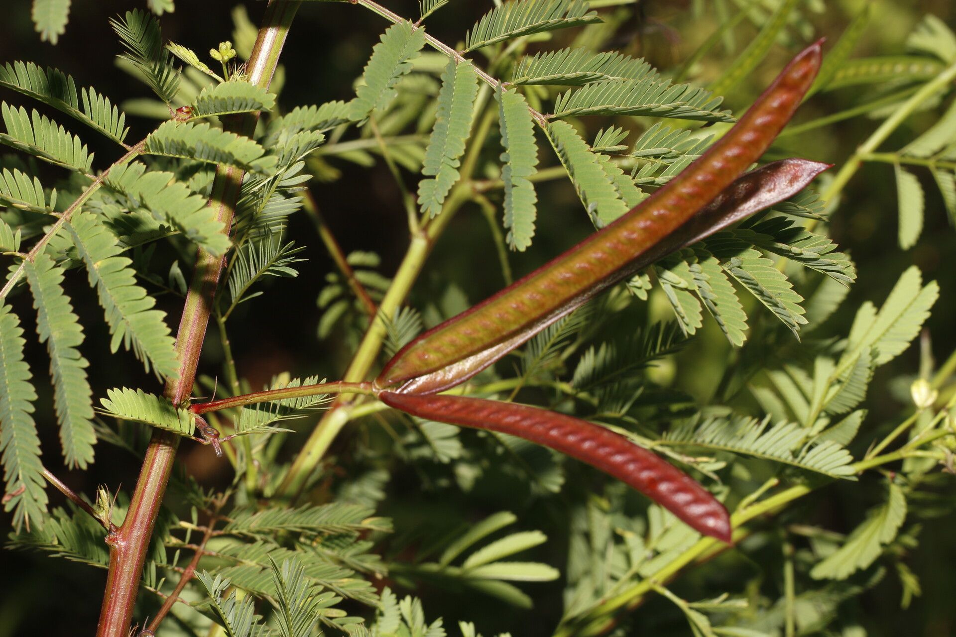 Desmanthus leptophyllus habit