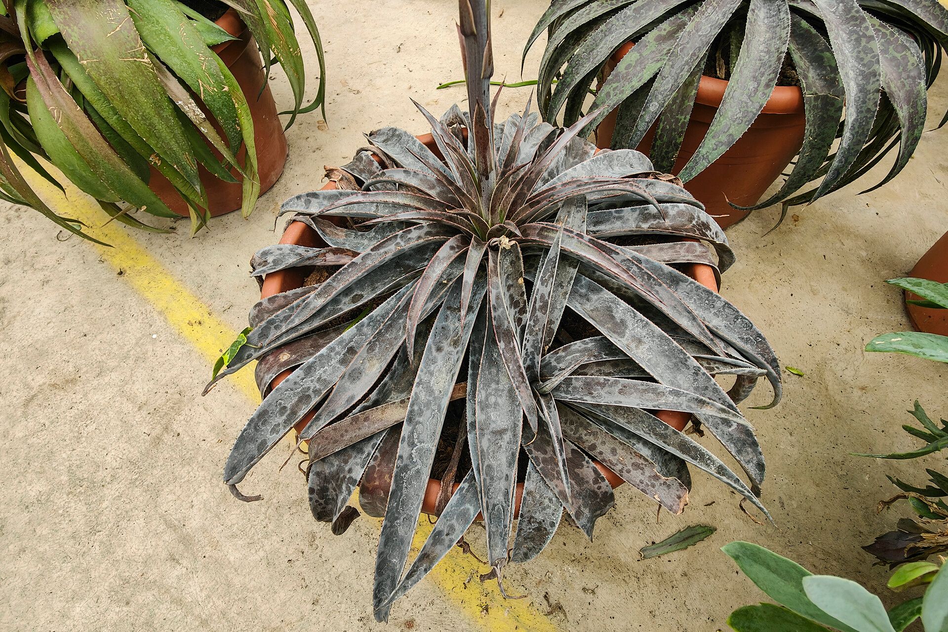 Agave maculata habit