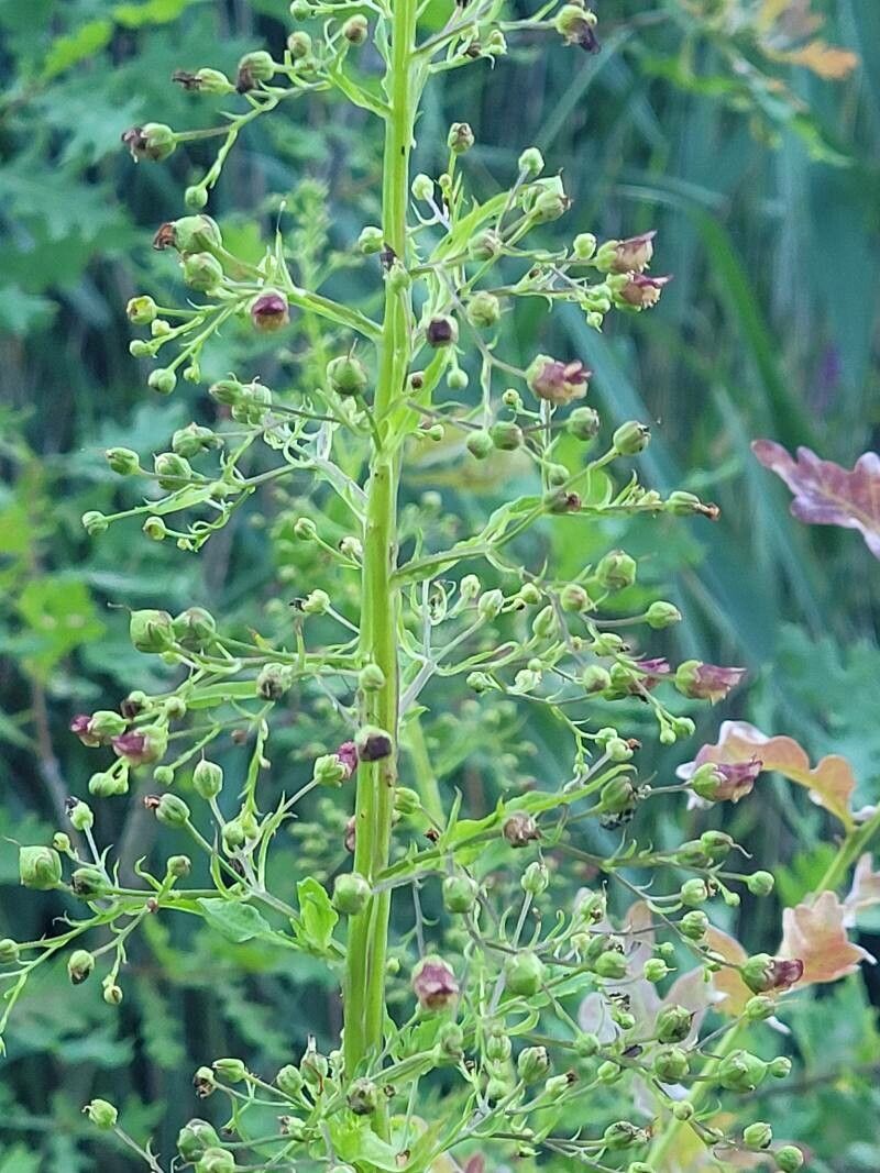 Scrophularia oblongifolia flower