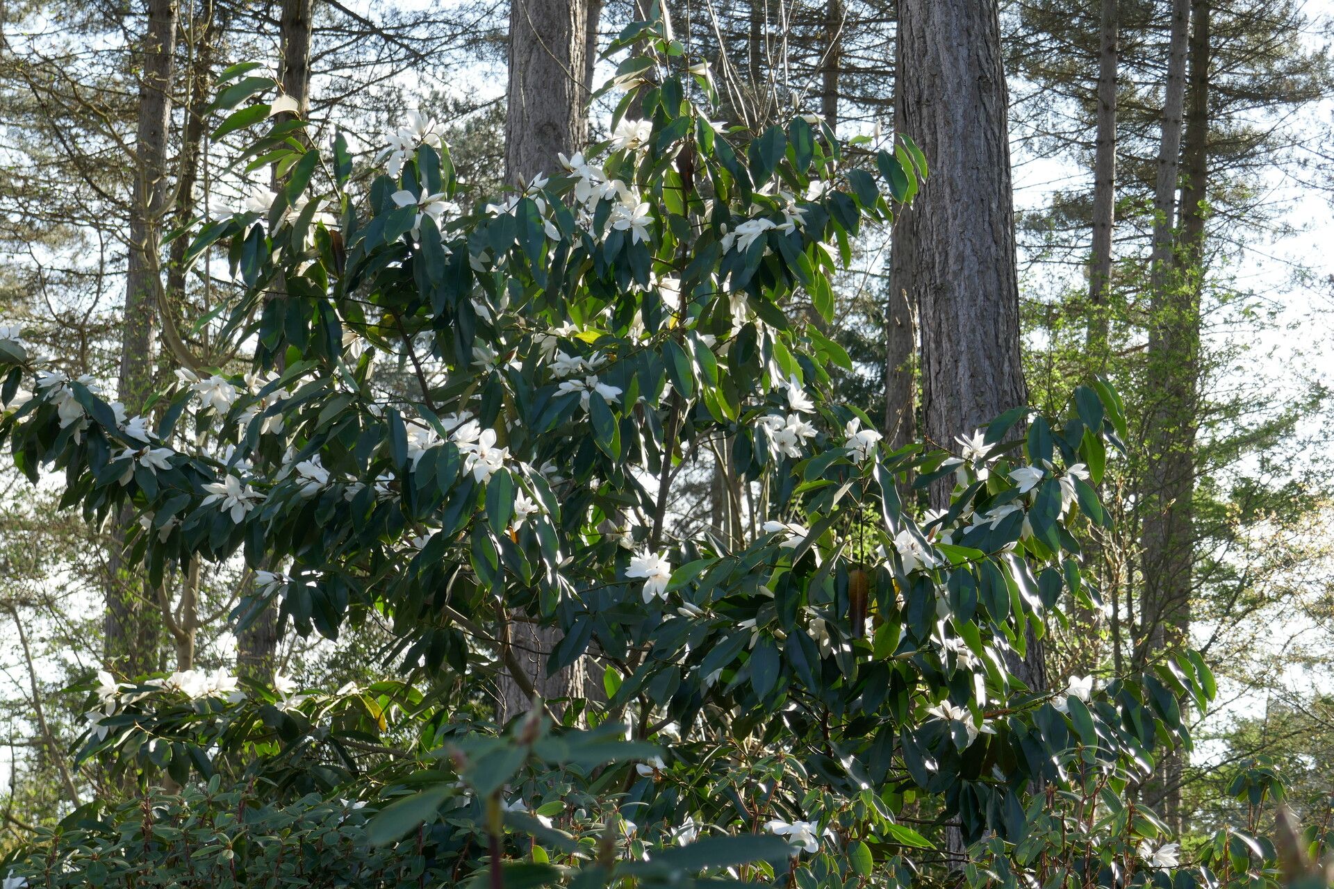 Magnolia cavaleriei flower