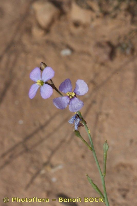 Erucaria erucarioides habit