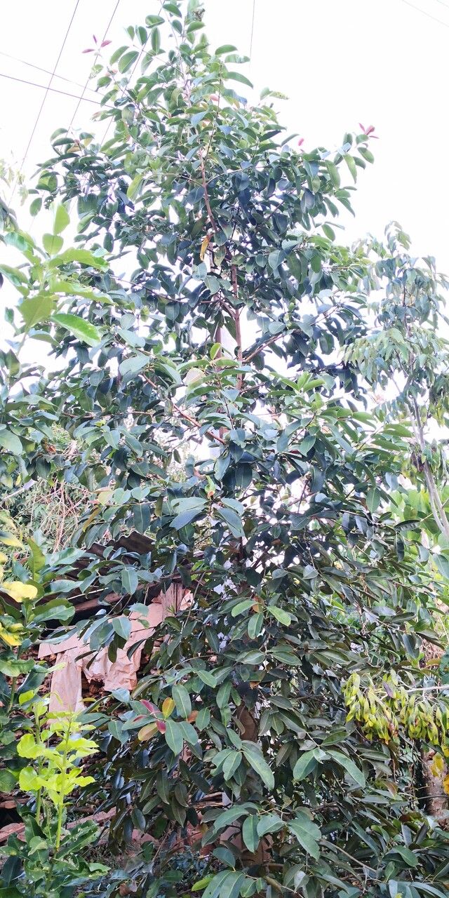 Turpinia cochinchinensis habit