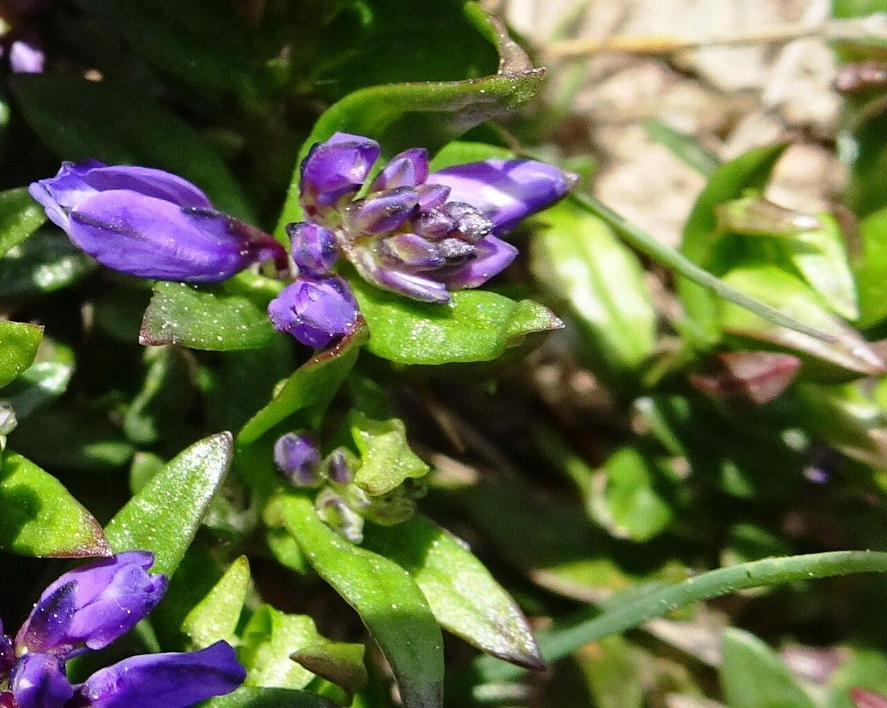 Polygala alpestris — search result for 'Switzerland'
