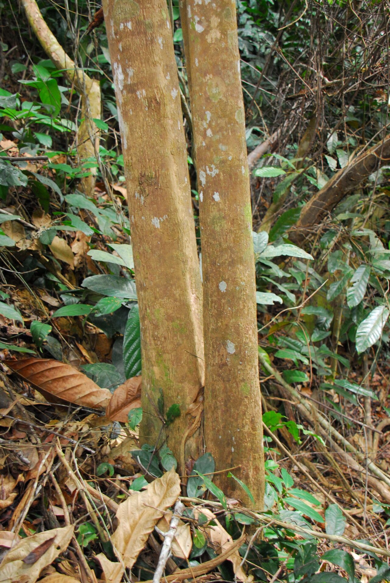 Gymnanthes inopinata bark