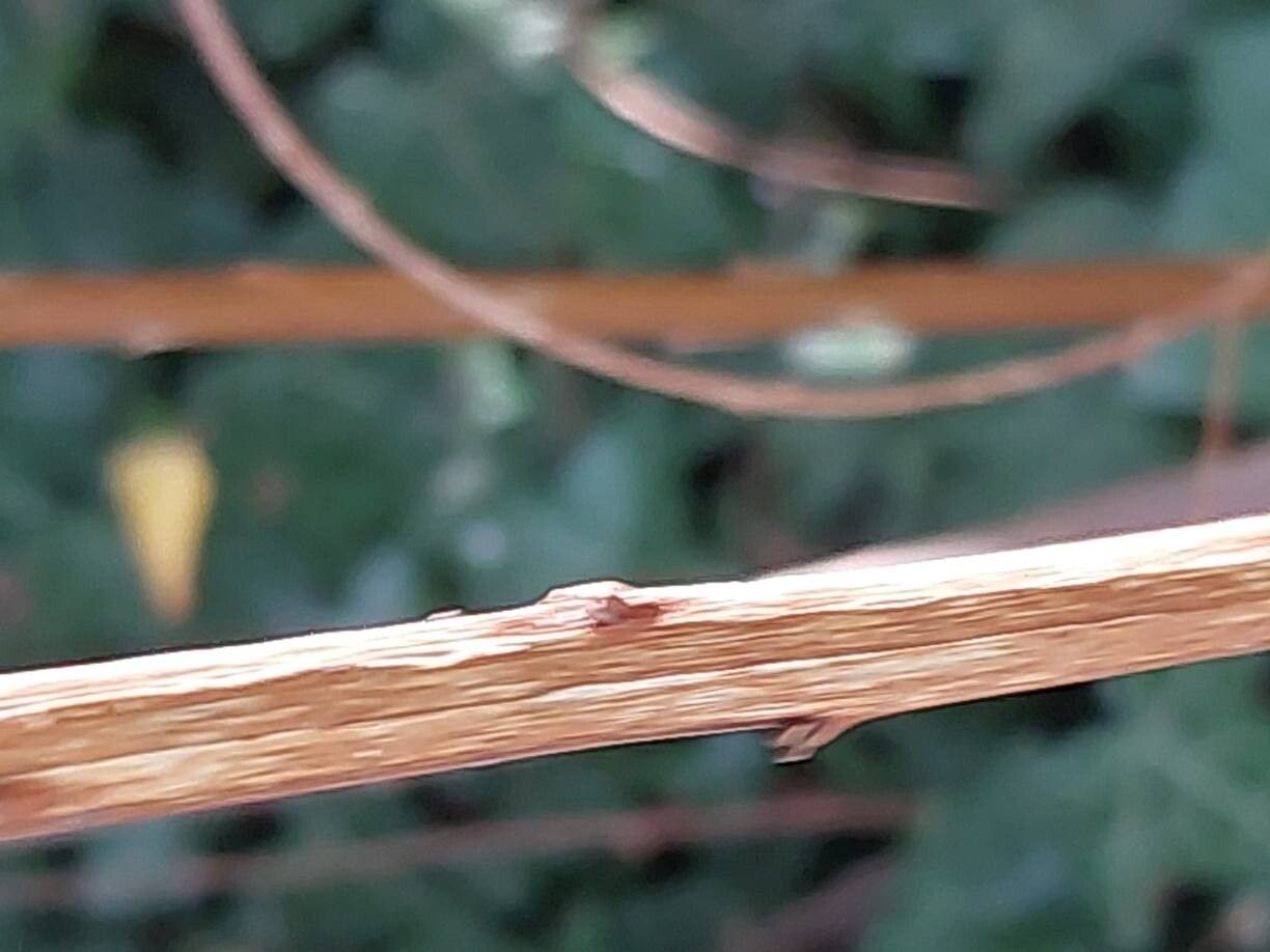 Spiraea crenata bark