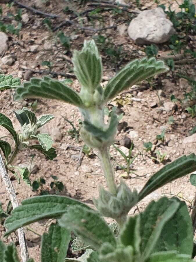 Leucas tomentosa leaf