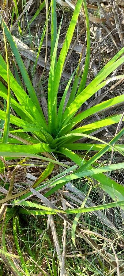 Eryngium paniculatum — search result for 'Eryngium'