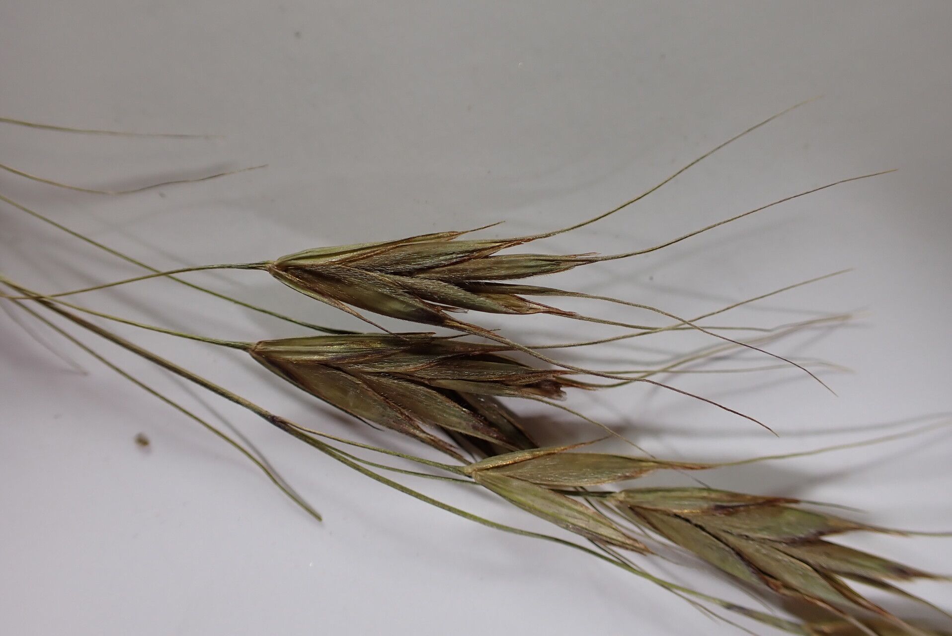 Bromus himalaicus fruit