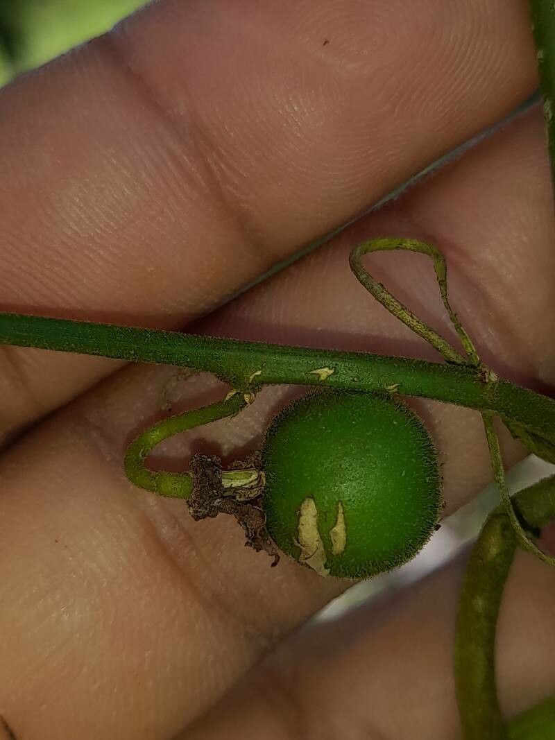 Passiflora auriculata fruit