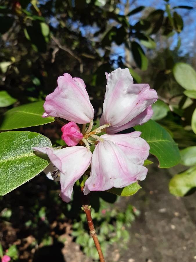 Rhododendron oligocarpum flower