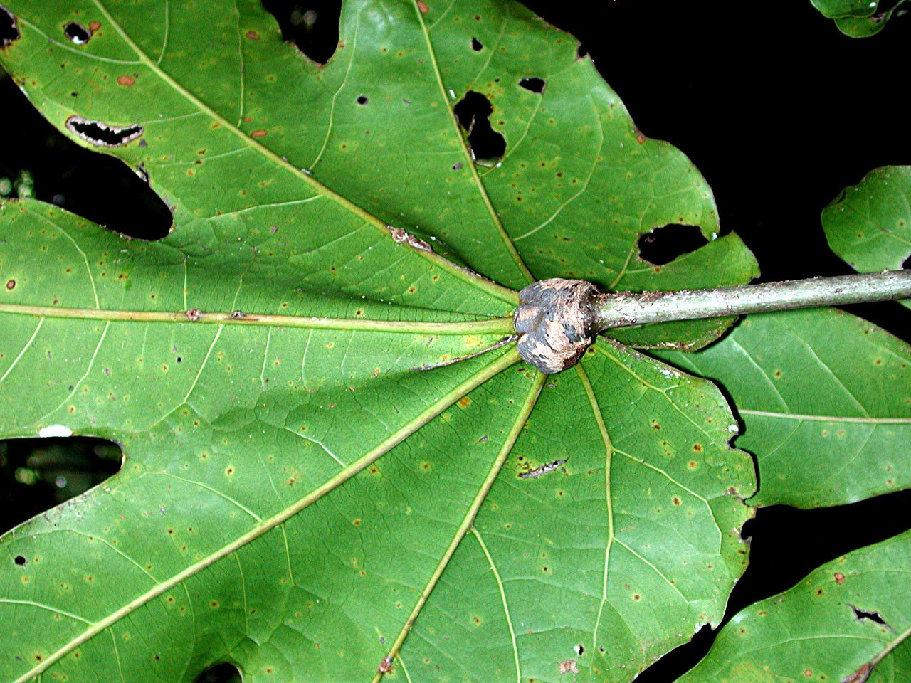 Acropogon austrocaledonicus — related species from the same genus