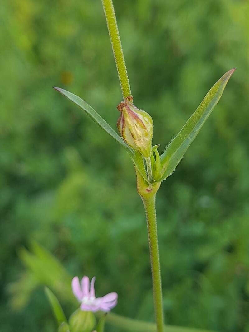 Silene apetala fruit