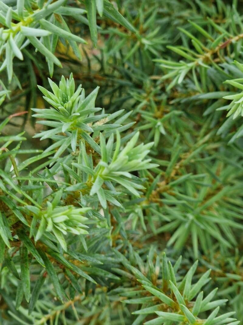 Widdringtonia whytei — related species from the same genus