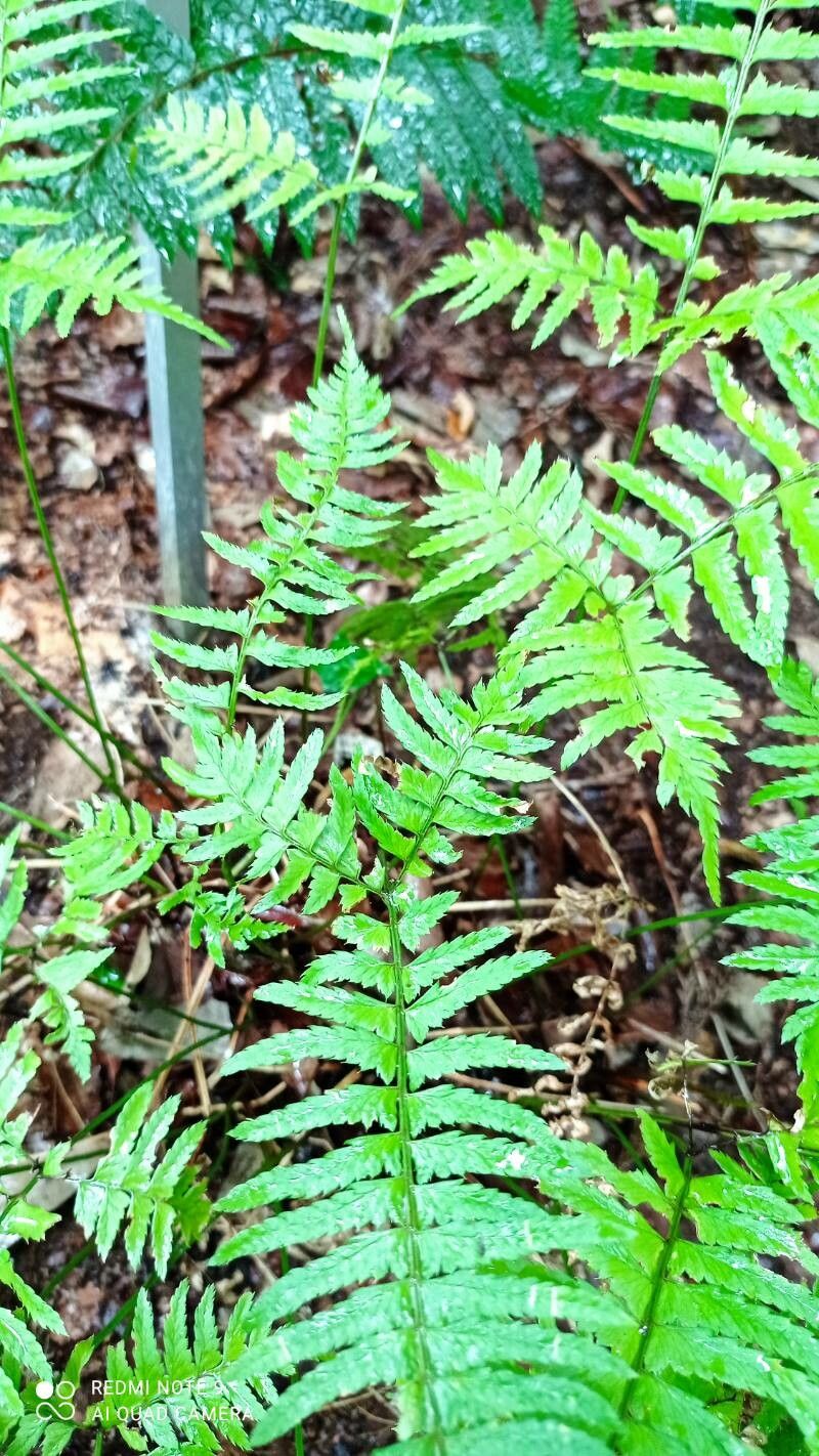 Polystichum tripteron — search result for 'Polystichum'