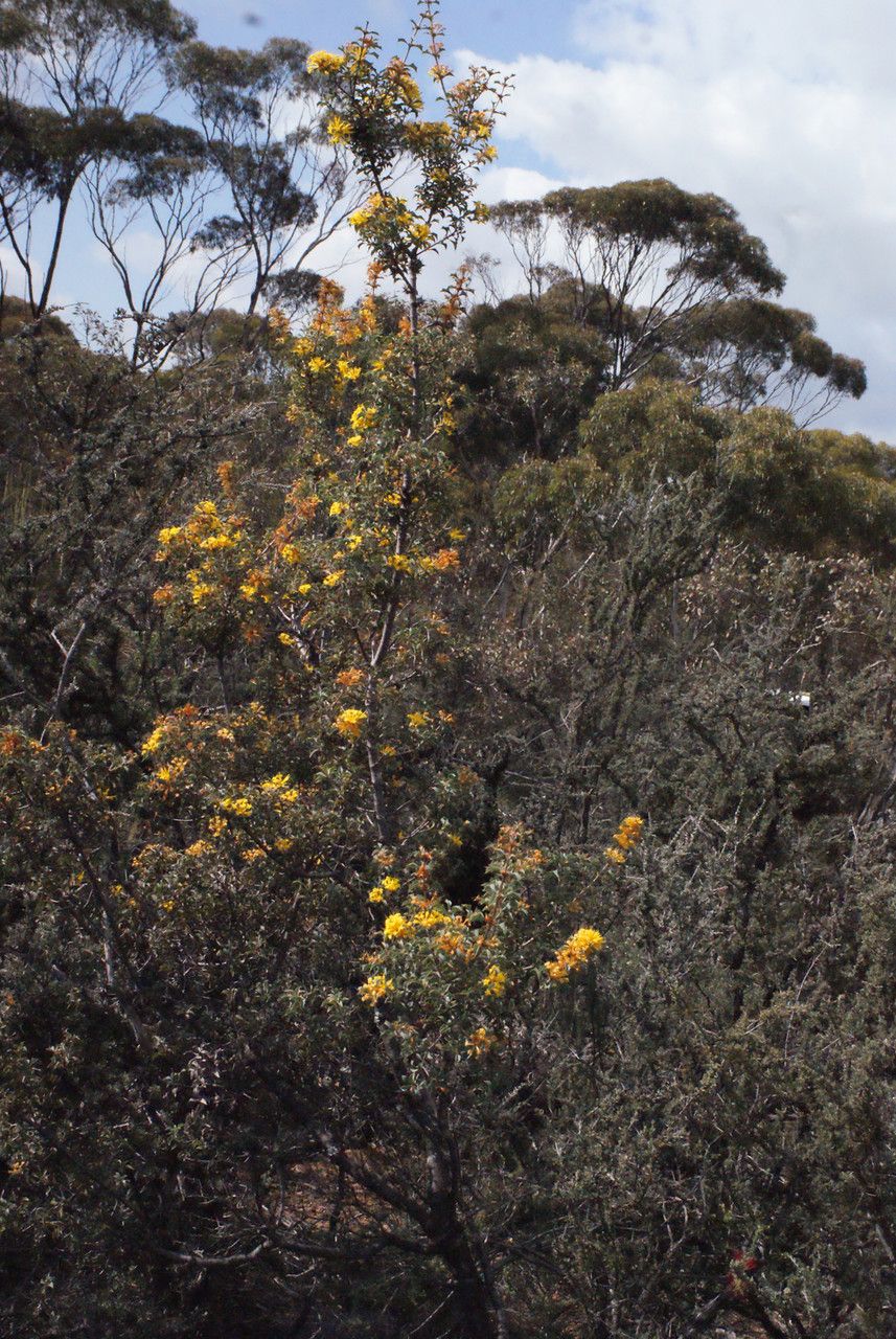 Lambertia ilicifolia habit