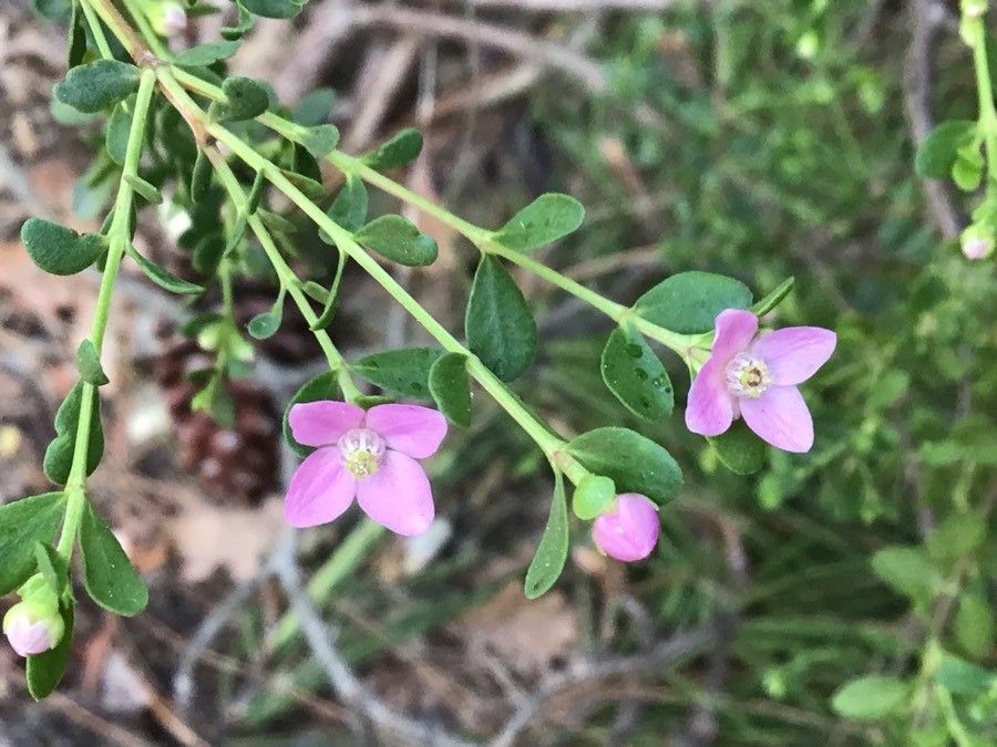 Boronia crenulata flower