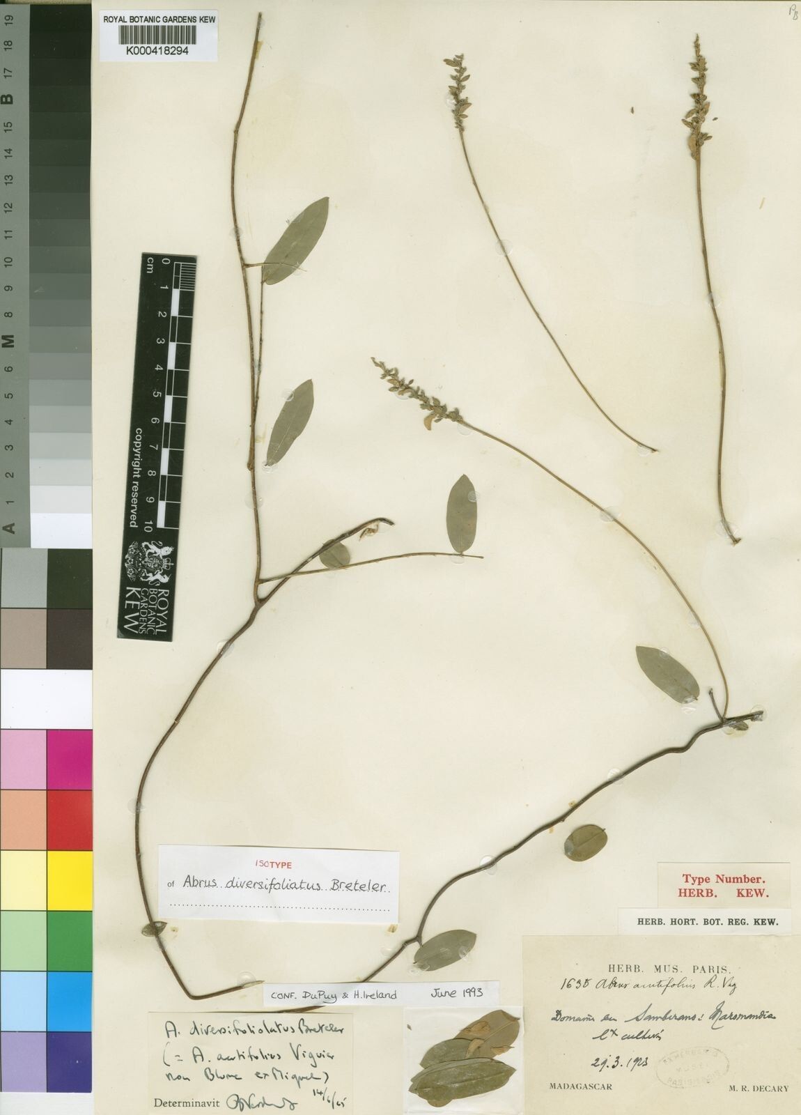 Abrus diversifoliolatus — related species from the same genus