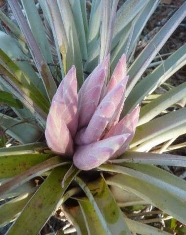Tillandsia carlsoniae flower