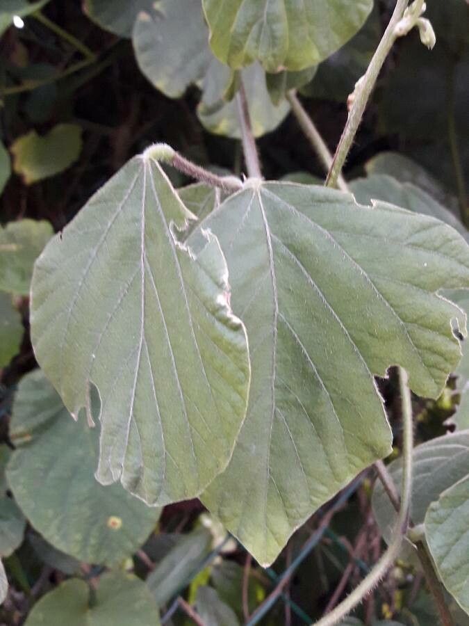 Pueraria phaseoloides