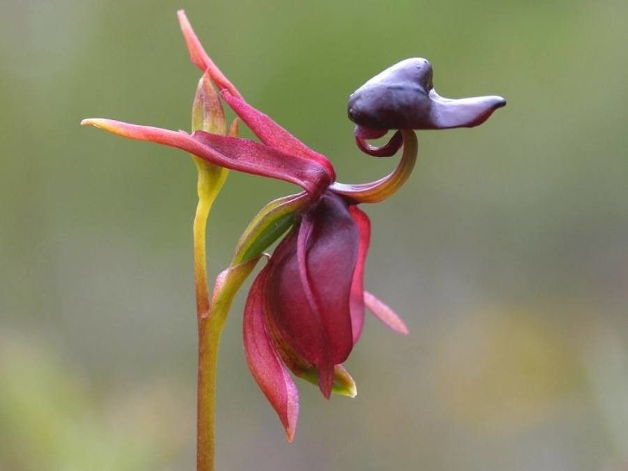 Caleana major — houseplant care guide