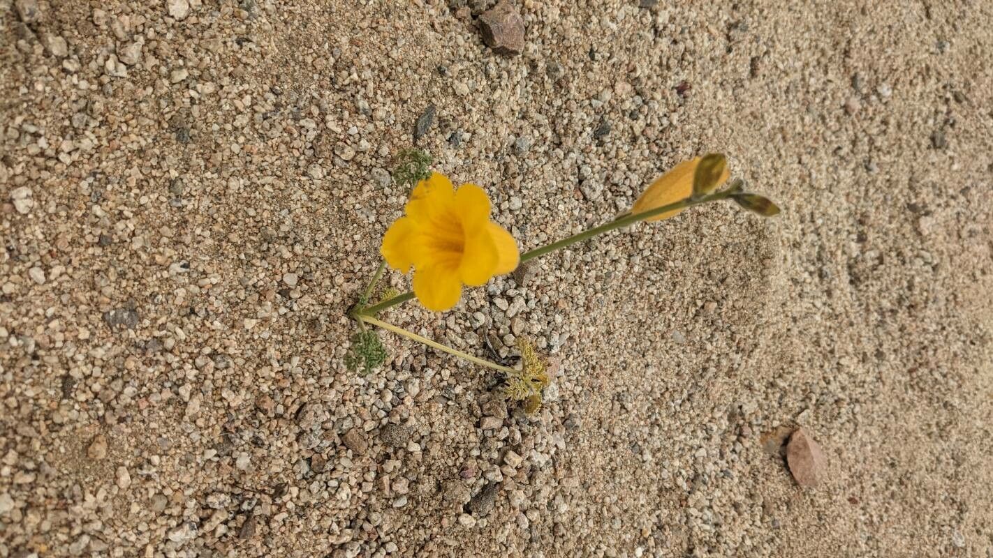 Argylia radiata — related species from the same genus