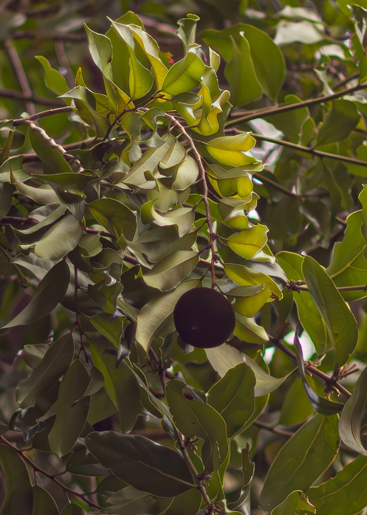 Hydnocarpus ilicifolius fruit