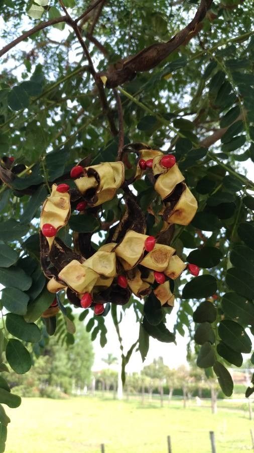 Adenanthera pavonina fruit