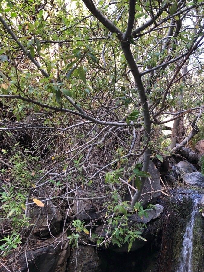 Salix pedicellata habit