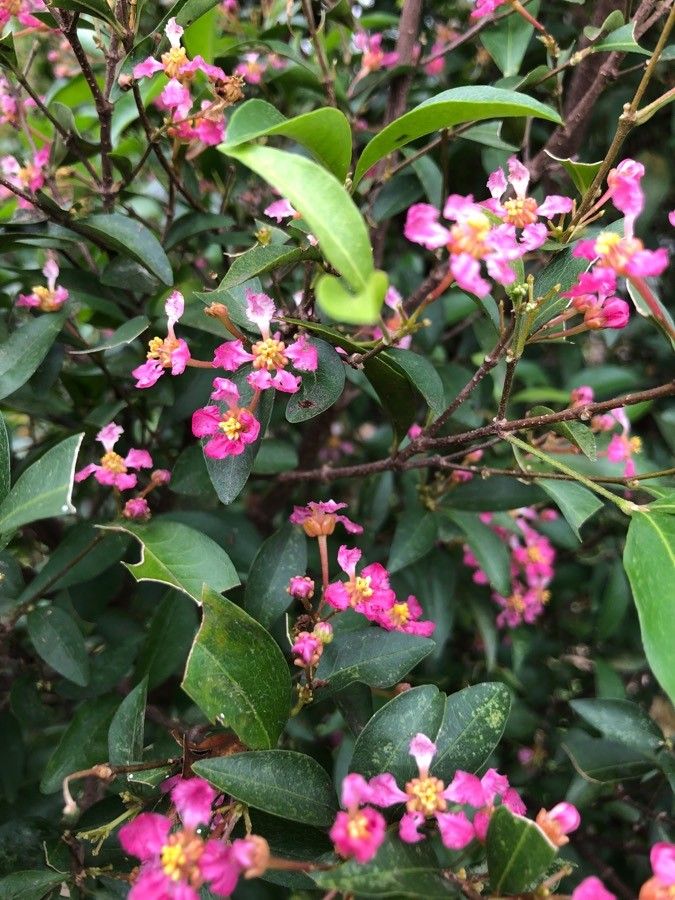 Malpighia glabra flower