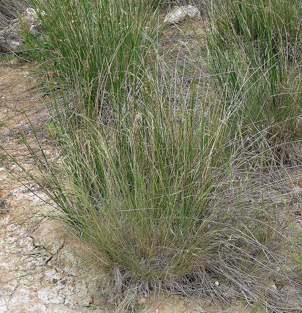 Deschampsia media habit