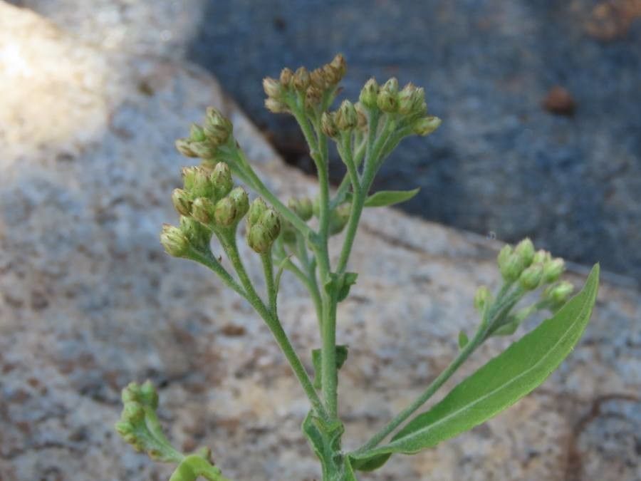 Pluchea ovalis flower