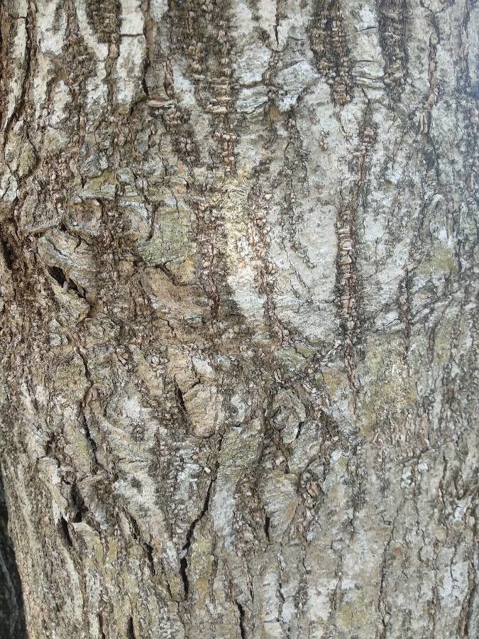 Gymnanthes lucida bark