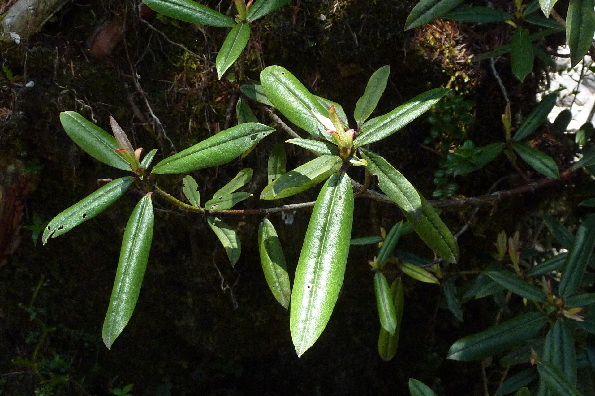Rhododendron camelliiflorum — houseplant care guide