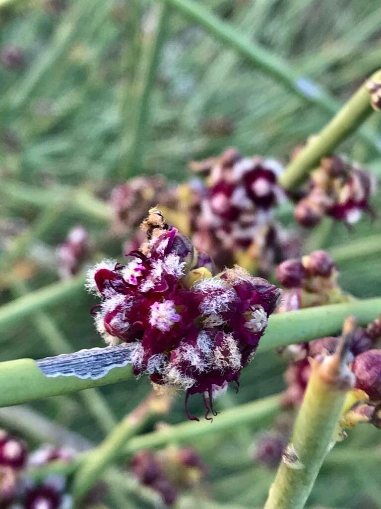 Periploca aphylla flower