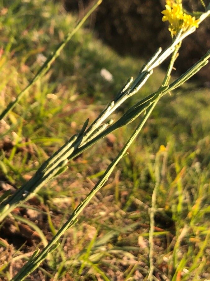 Hirschfeldia incana fruit