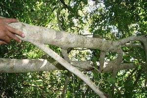 Casearia nitida bark