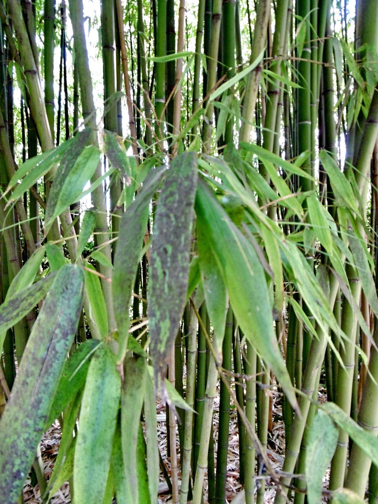 Phyllostachys reticulata leaf