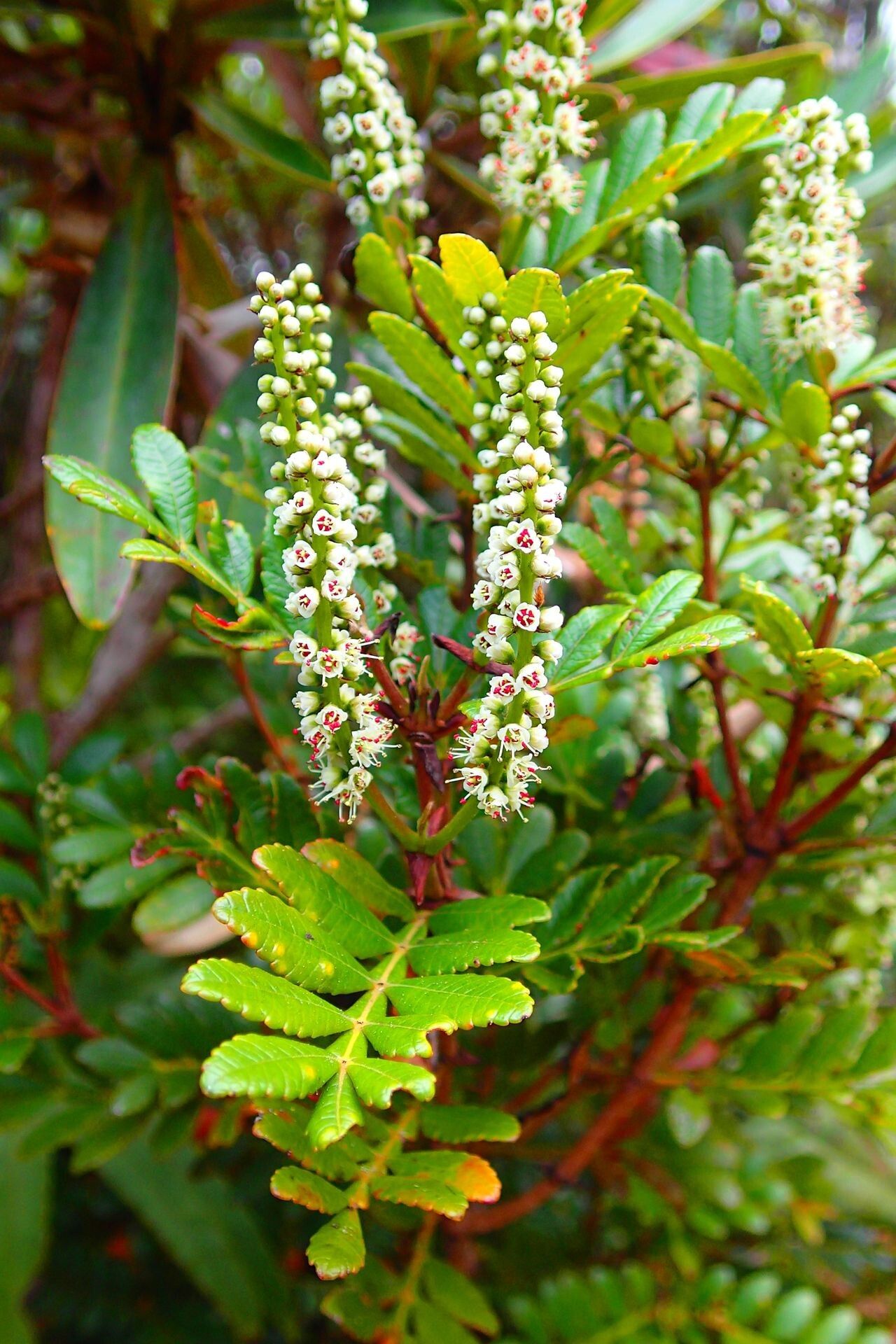 Cunonia varijuga flower