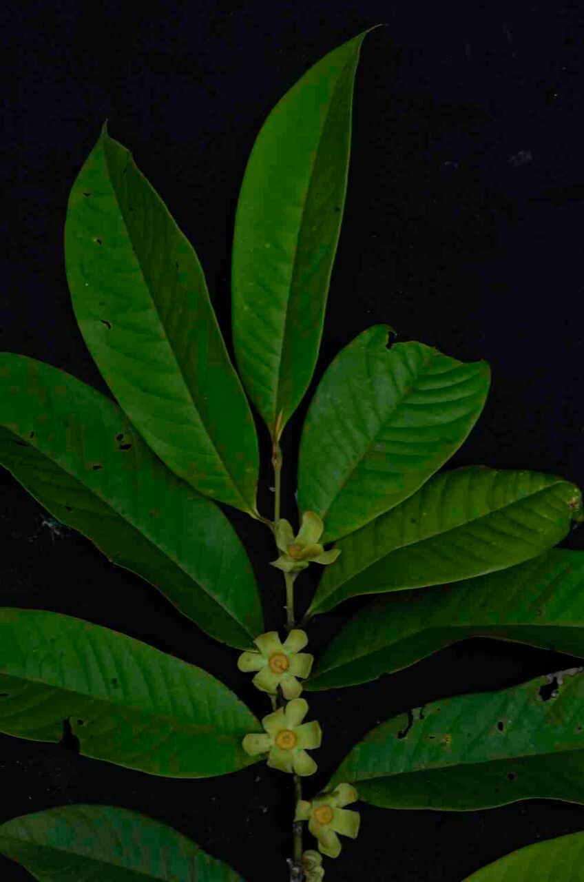 Guatteria pogonopus — houseplant care guide