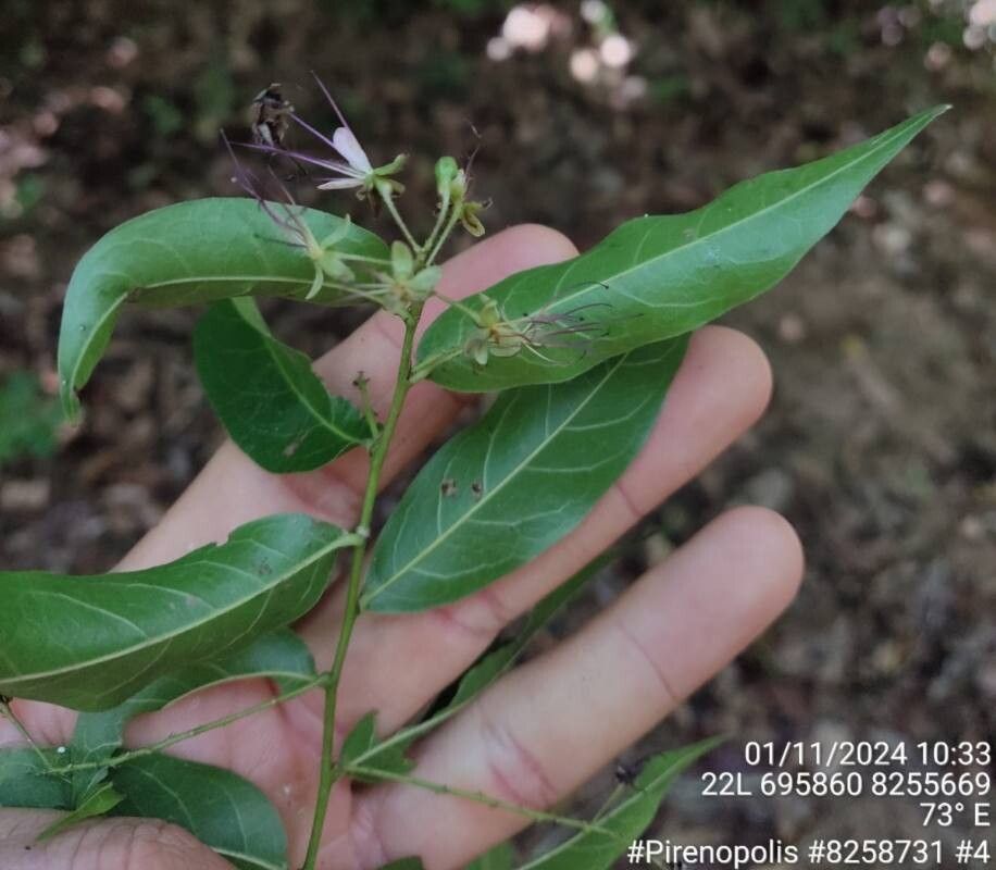 Hirtella gracilipes flower