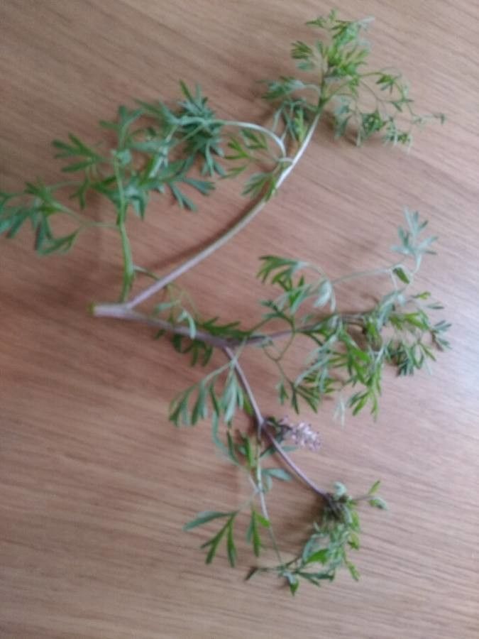 Fumaria petteri leaf