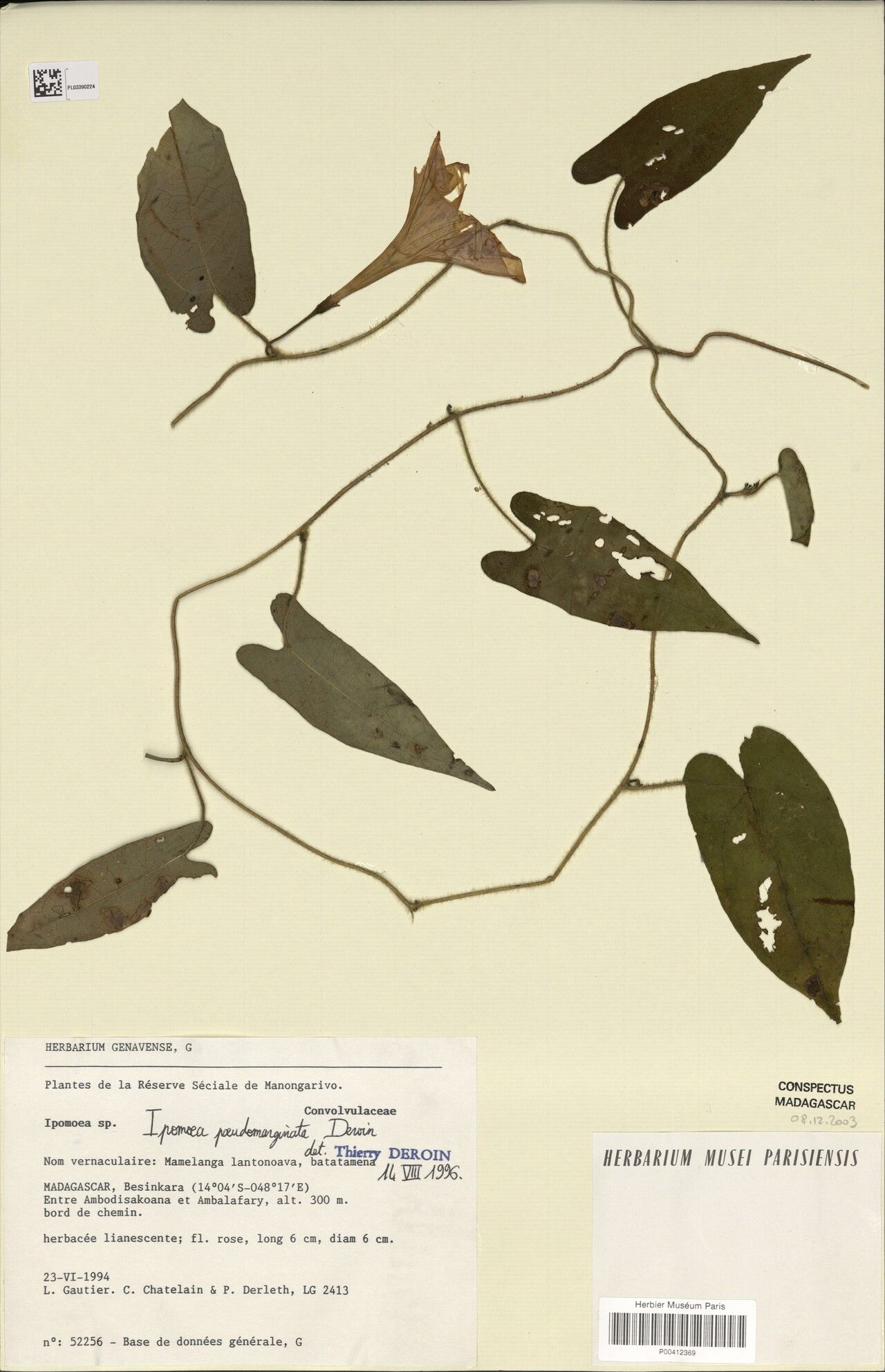 Ipomoea pseudomarginata — houseplant care guide
