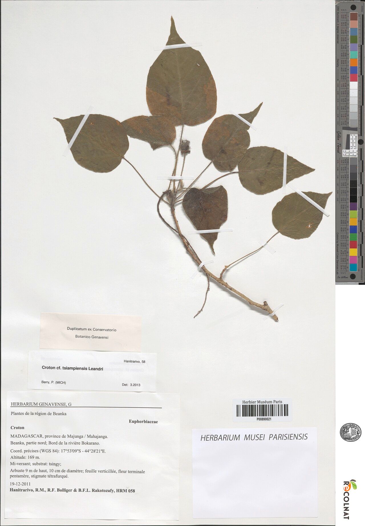 Croton ankarensis — houseplant care guide