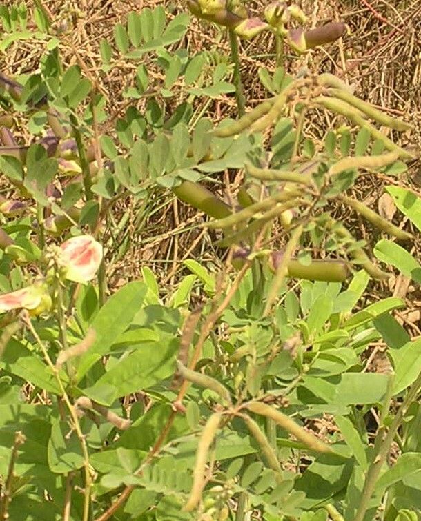 Tephrosia purpurea fruit