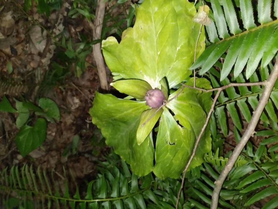 Trillium sessile fruit