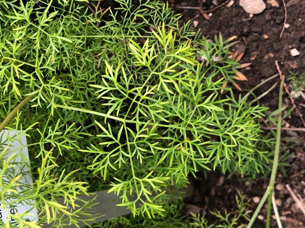 Peucedanum rablense — houseplant care guide