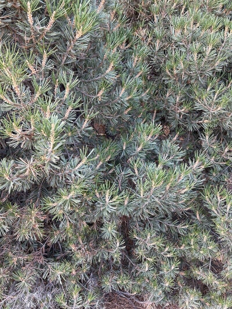 Pinus quadrifolia flower