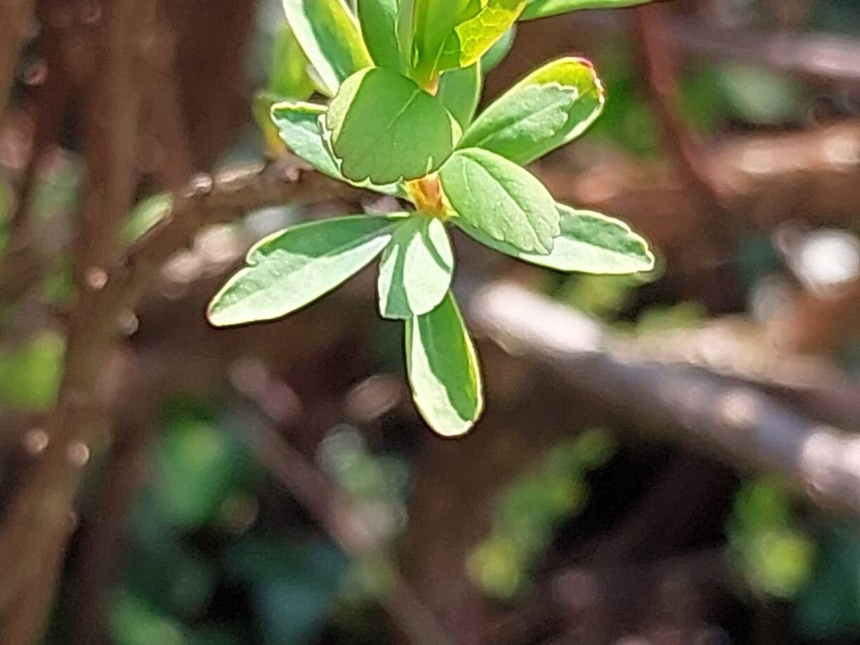 Thymelaea virgata leaf