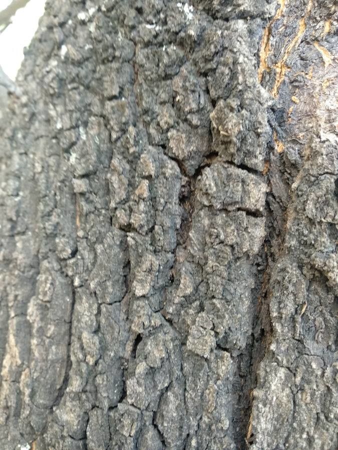 Quercus emoryi bark