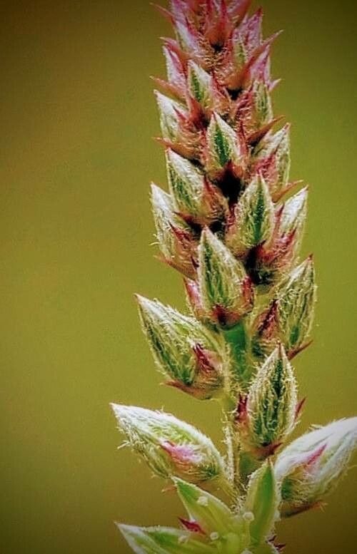 Achyranthes aspera fruit